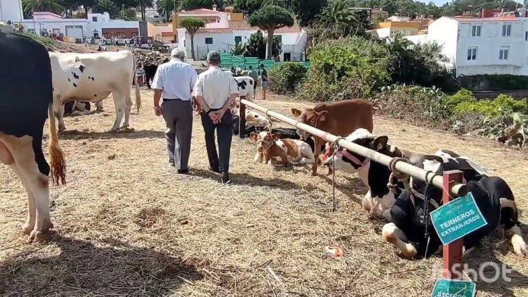 Ferias Destacadas en Firgas
