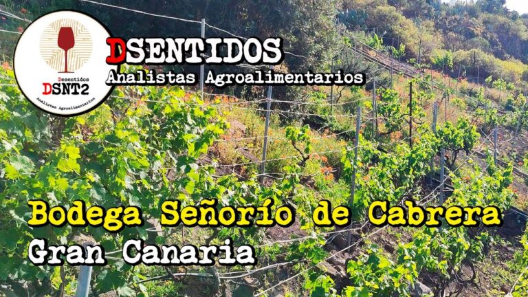 Rutas Enoturísticas Cerca de Telde